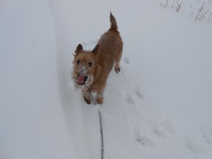 catching snowflakes Colorado style 