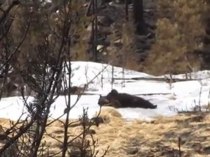 black bear spotted at Rocky Mtn Nat'l Park