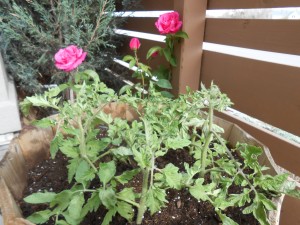 tomatoes & roses