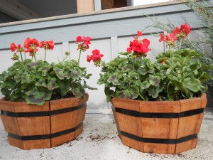 geraniums