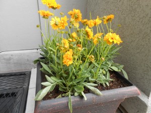 coreopsis (tickseed) 