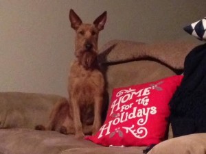 Home for the Holidays